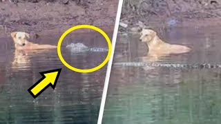 Pack of crocodiles save dog that was stranded in river instead of eating it [upl. by Fendig]