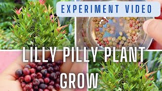 Lilly Pilly plant grow video  How to grow lilly pilly plant  experiment video [upl. by Aieki]