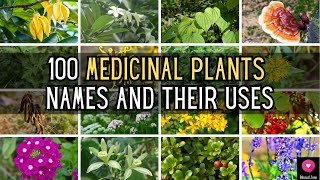 100 Medicinal Plants Names And Their Uses  Blissed Zone [upl. by Nyvrem]