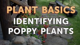 Identifying Poppy Plants [upl. by Siriso]