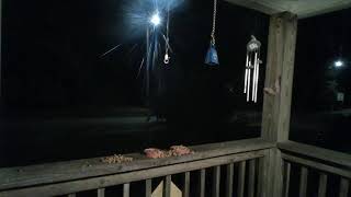 All Along the Watchtowerraccoondynasty LiveCrittercam [upl. by Reiss]