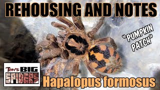 Hapalopus formosus quotPumpkin Patchquot Rehousing and Notes [upl. by Redmond]