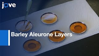 Barley Aleurone Layers Gene Expression  Protocol Preview [upl. by Nikkie]