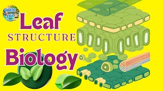 Structure Of The Leaf  Plant  Biology  Cuckoo Kids [upl. by Anahsahs]