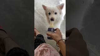 Chiku Luteron ka Lutera 😄🐾 love cute funny fyp viralvideo dogs ytshorts comedy youtube [upl. by Fayre90]