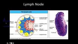 Immunology Primary and Secondary lymphoid Tissue [upl. by Dahcir793]