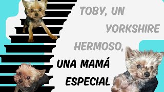 Soy Toby un yorkshire lindo capítulo 1 de mi querido diario personal [upl. by Heisel]