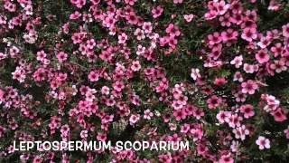 Leptospermum scoparium Garden Center online Costa Brava  Girona [upl. by Lebna484]