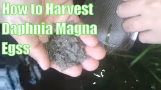 how to harvest daphnia eggs [upl. by Bunting]