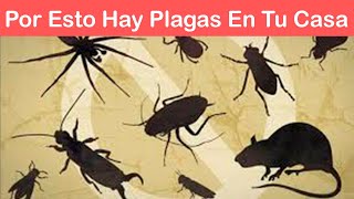 🐞11 PLAGAS del HOGAR y su SIGNIFICADO EMOCIONAL Abejas Chinches Hormigas Lagartijas Ratas Aves [upl. by Lew]