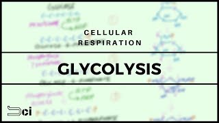 Glycolysis  Cellular respiration  Tamil [upl. by Nierman543]