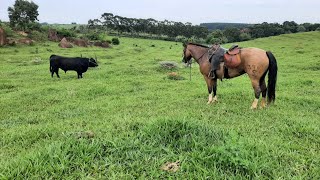 sabadou na lida na cura dos bovinos 🐂🤠 [upl. by Porche]