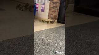 Mother duck leads ducklings through Ashburn Elementary School [upl. by Mak]