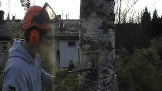 Trefelling med Stihl ms 361 [upl. by Larimore]