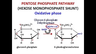 Hexose Monophosphate Pathway or Pentose Phosphate Pathway [upl. by Halpern343]