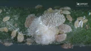 Bitkilerde zararlı olan Unlu Bit Planococcus citriin hayatı  Life cycle of mealybugs [upl. by Lerual675]