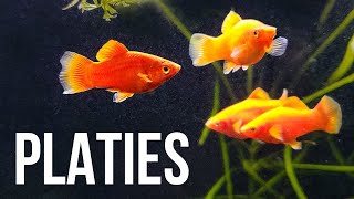 Platy Fish – Best Beginner Livebearer [upl. by Hally]