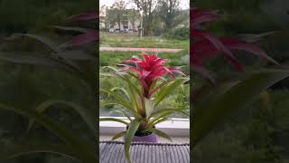 Unveiling the Beauty of Guzmania Lingulata – Stunning Tropical Plants [upl. by Sheba]