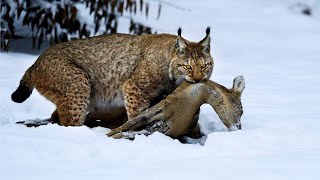 Eurasian Lynx An Undefeated Apex Predator  Wild Animalogy [upl. by Xilef]