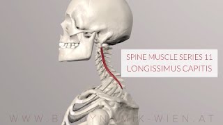 Spine Series 11 Neck Muscles Longissimus Capitis 3D Animation [upl. by Ardolino]