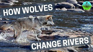 How Wolves Change Rivers [upl. by Ginnifer774]