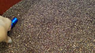 Grape seed expeller pressed oil by RampD Equipment Co In Fort Worth TX [upl. by Leticia]