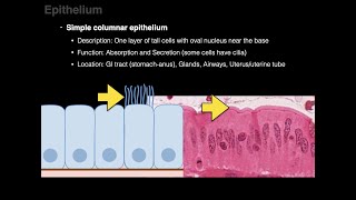 Epithelium [upl. by Alisha]