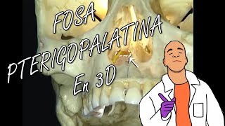 Anatomía  Fosa Pterigopalatina y su Contenido en 3D [upl. by Berkley336]