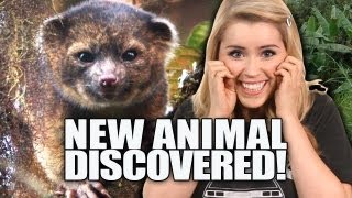 Cutest Animal EVER Discovered [upl. by Ul]