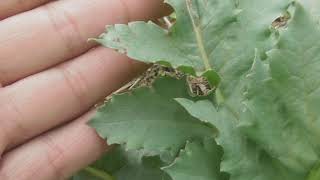 Papaver somniferum leaves opium poppy or breadseed poppy [upl. by Ethan]