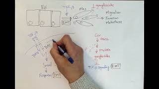 Video Synopsis Gangliosides inhibit TGFβinduced EMT EMBO Journal [upl. by Karita592]