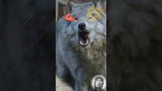 kangal dog fight real wolf wolf wolverine kangal youtubeshorts doglover dogdogshorts pitbull [upl. by Annoval]