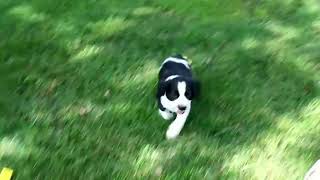 English Springer Spaniel Puppies For Sale [upl. by Eleazar119]