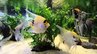 Angel Aquarium Screen Saver 1080p HD [upl. by Bodi223]