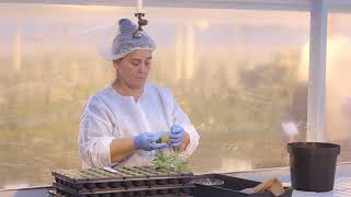 Medical marijuana grown in Leamington [upl. by Worlock]