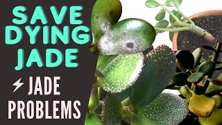 Jade Plant Problems and Pests  Save a DYING Crassula Ovata  MOODY BLOOMS [upl. by Enenaej43]