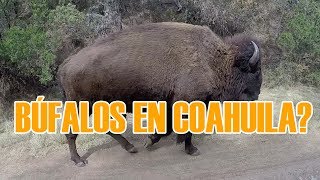 Encontramos los Búfalos en Jaguey de Ferniza Saltillo Coahuila [upl. by Schriever]