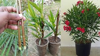 Best method grafting Nerium oleander nerium plant कनेर oleander ka cutting kaise lgaye cutting [upl. by Arehahs]