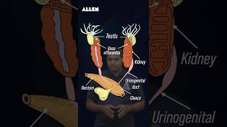 Male Reproductive System of Frog – Drop Your Answer in the Comments shorts [upl. by Leumas]