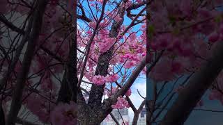 Roosevelt Island NYC Spring 2024루즈벨트아일랜드 [upl. by Elbart]