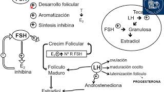 Endocrino 7  Fisio del eje Gonadal Femenino  parte 25Hormonas sexuales femeninas [upl. by Leuqcar]