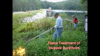 Flame Treatment of Buckthorn [upl. by Euqinobe303]