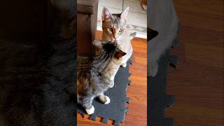 Lick lick lick cutecats catlick catvideos cuddlycat rescuecats [upl. by Hanfurd755]