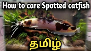 How to Care Spotted Catfish  Aquarium fish  Tamil [upl. by Gombosi]