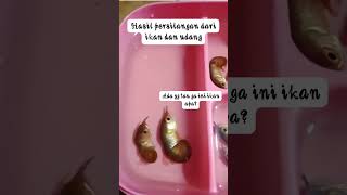 ikan aneh silangan 😂 viralshort hiburan [upl. by Esyak]