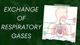 EXCHANGE OF RESPIRATORY GASES  PHYSIOLOGY  NOTES  MBBS  BAMS  BHMS  BDS [upl. by Ameehs]