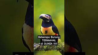 TER UPDATE❗❗ BURUNG BURUNG TERMAHAL DI DUNIA burungtermahal shorts [upl. by Cerelia353]