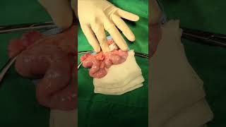 5y pyometra [upl. by Haisej]