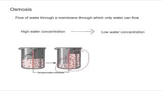 Osmosis and Osmotic Pressure [upl. by Aerdnod]