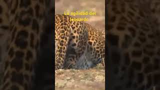 La agilidad del leopardo Maestría en velocidad y destreza [upl. by Leirbaj555]